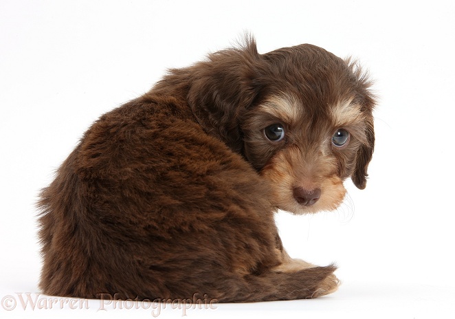 Chocolate bicolour Daxie-doodle pup, 6 weeks old, looking over shoulder, white background