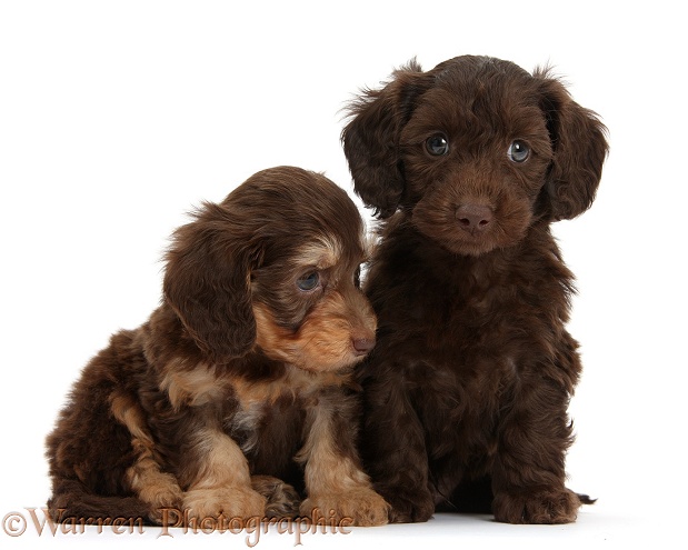 Two cute chocolate and bicolour Daxie-doodle pups, 6 weeks old, white background