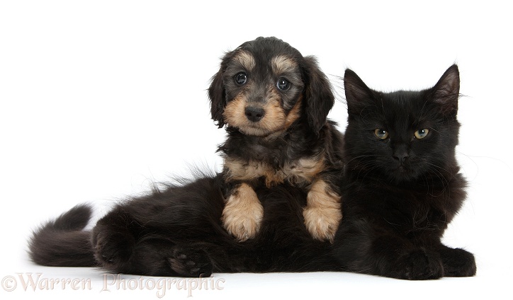 Black Maine Coon kitten and cute Daxiedoodle puppy, white background