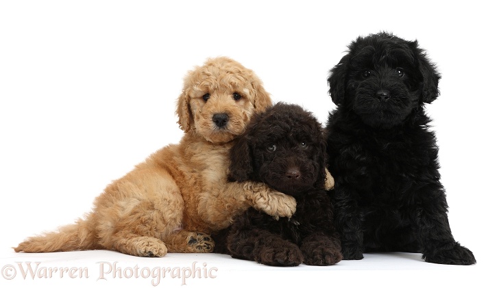 Three cute Toy Goldendoodle puppies, one golden, one chocolate and one black, white background