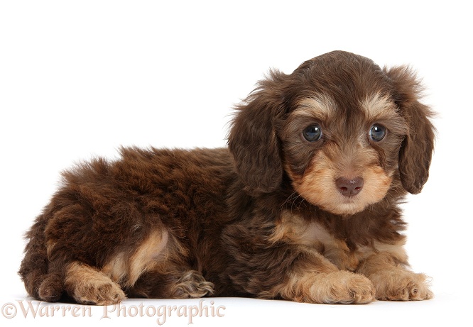 Chocolate bicolour Daxie-doodle pup, 6 weeks old, white background