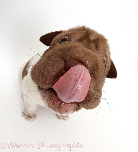 Shar Pei pup sitting, looking up and licking nose, white background