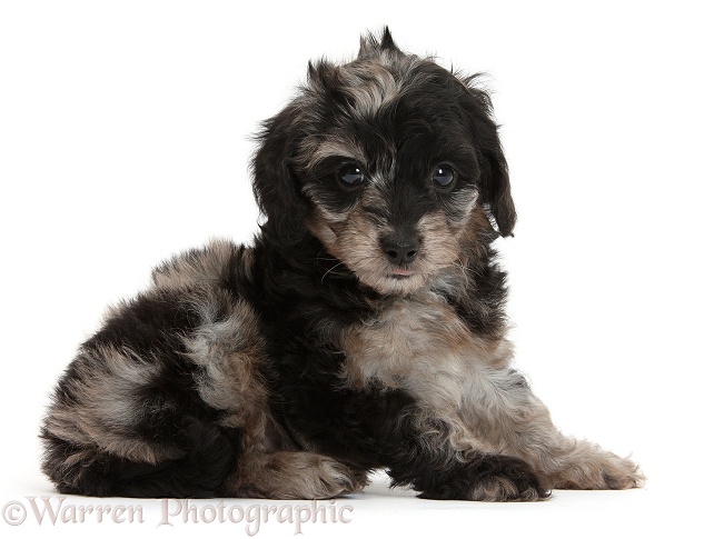 Cute black-and-grey merle Daxiedoodle puppy, white background