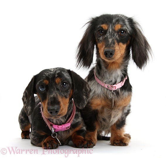 Two Dachshunds with collars on, white background