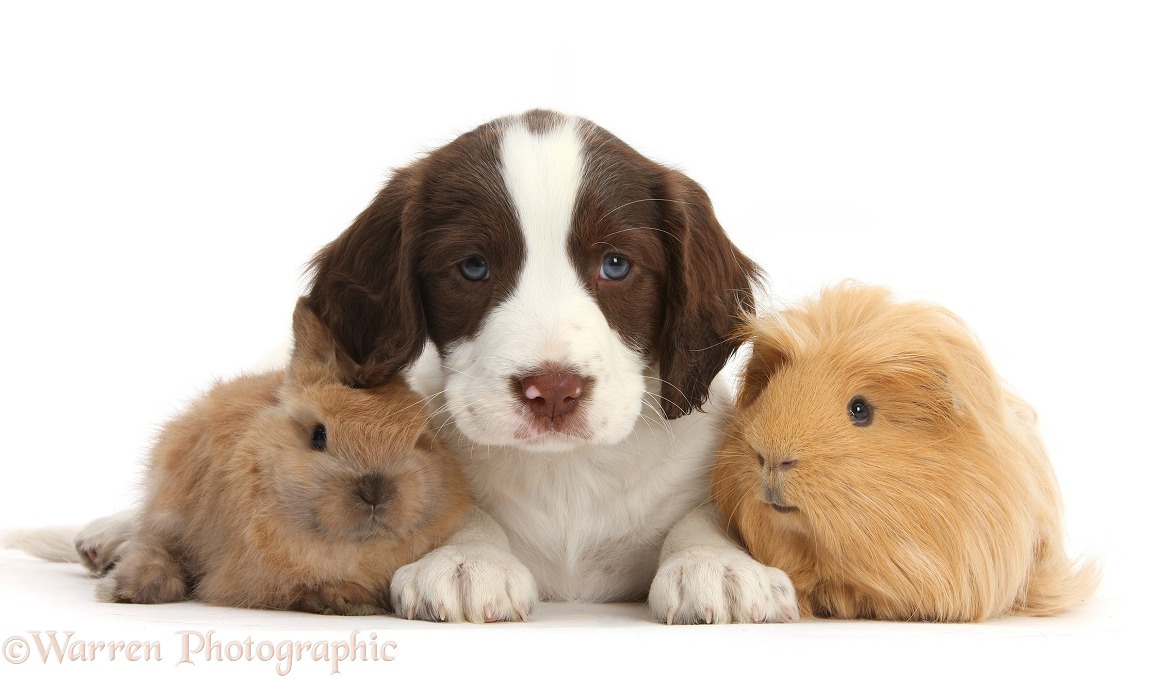 Working English Springer Spaniel puppy, 6 weeks old, sitting with baby rabbit and ginger Guinea pig, white background