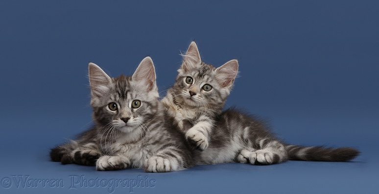 Silver tabby kittens, Freya and Blaze, 10 weeks old, lounging on dark blue background