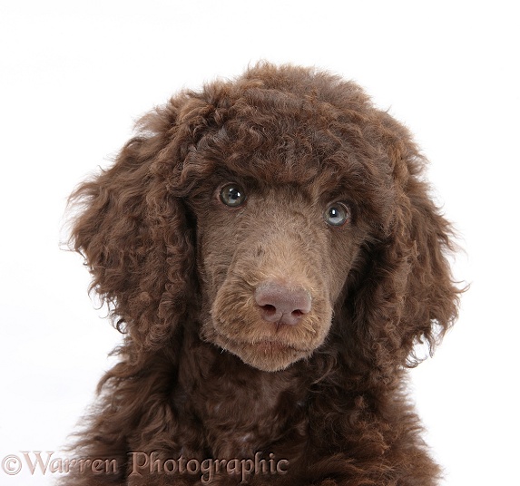 Chocolate Standard Poodle pup, Tara, 8 weeks old, white background