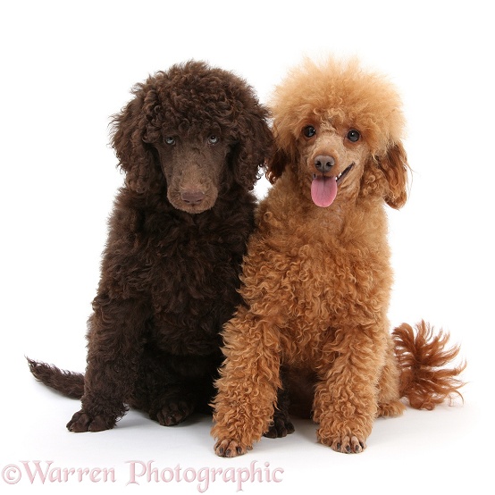 Chocolate Standard Poodle pup, Tara, 8 weeks old, with adult Red Toy Poodle, Reggie, 1 years old, white background