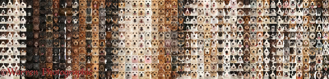 Montage of 500 dog head shots, graded through different colours