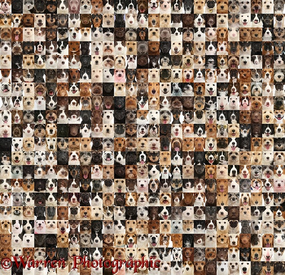 Montage of 400 dog head shots of random colours