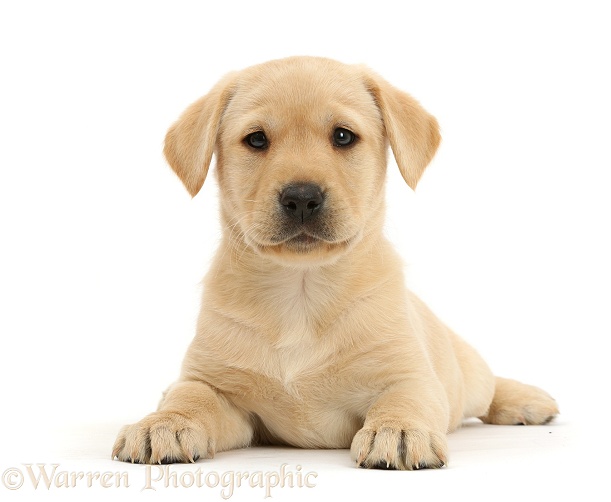 Cute Yellow Labrador Retriever puppy, 8 weeks old, lying with head up, white background