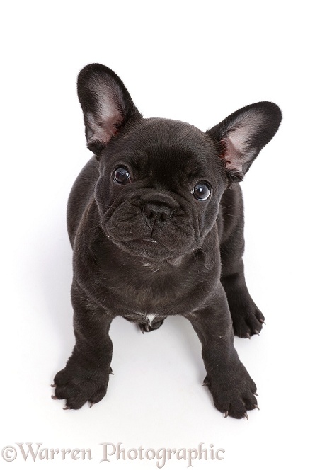 French Bulldog puppy, 6 weeks old, sitting and looking up, white background