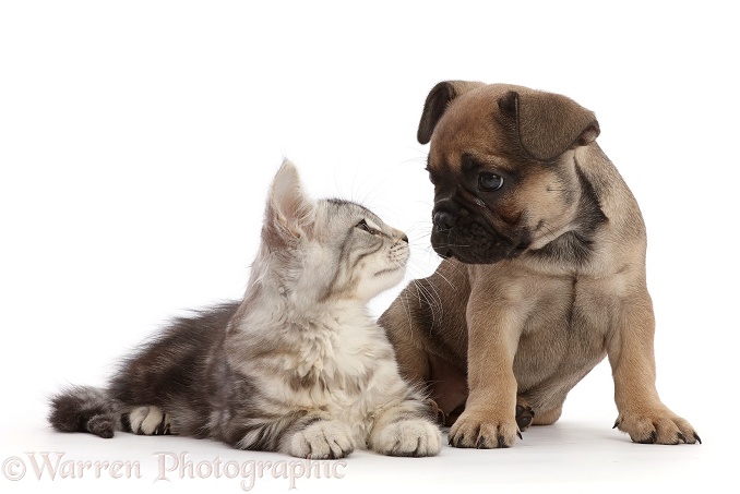 Silver tabby kitten, Freya, 11 weeks old, and French Bulldog puppy, 6 weeks old, white background