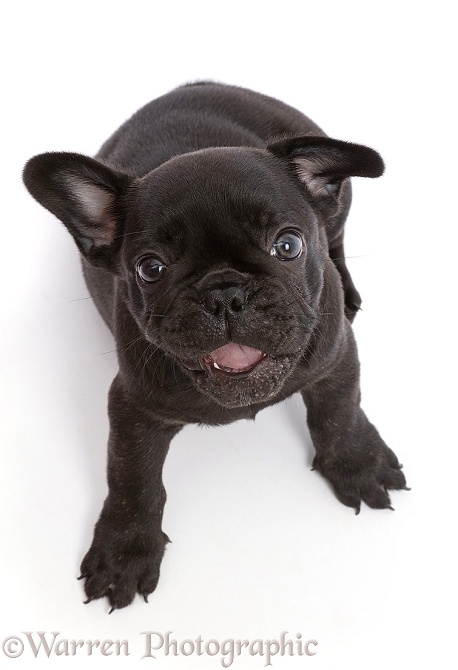 French Bulldog puppy, 6 weeks old, sitting and looking up, white background
