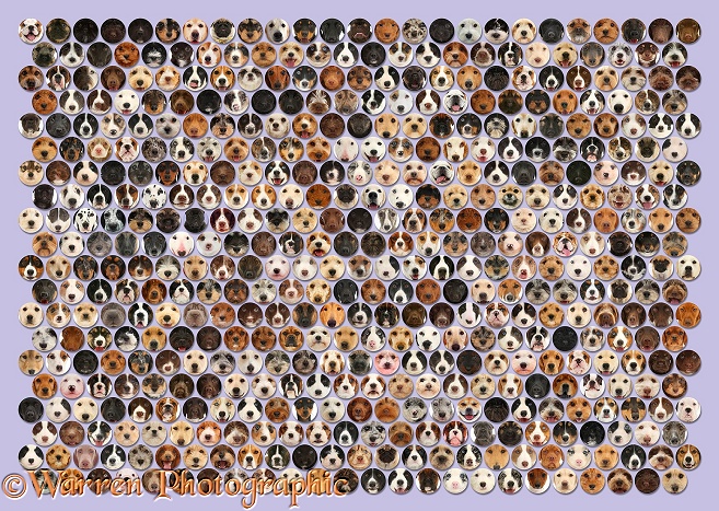 Montage of 490 dog head shots of random colours set in a mosaic of circles