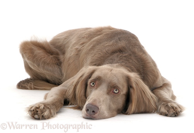 Long-haired Weimaraner dog, Max, lying with chin on floor, white background