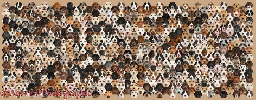 Montage of 592 dog head shots of random colours