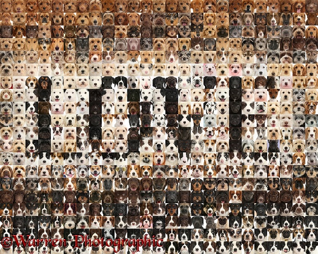 Montage of 500 dog head shots, in a mosaic of squares, forming the word Love