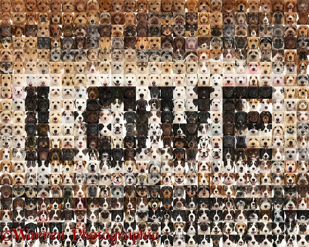 Montage of 500 dog head shots, in a mosaic of squares, forming the word Love