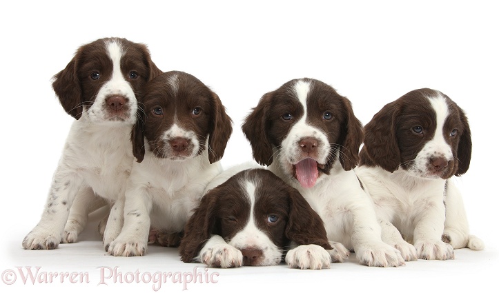 Five Working English Springer Spaniel puppies, 6 weeks old, white background