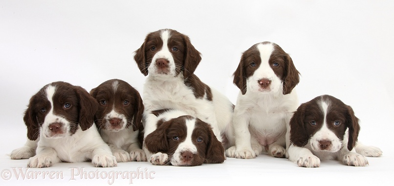Six Working English Springer Spaniel puppies, 6 weeks old, white background