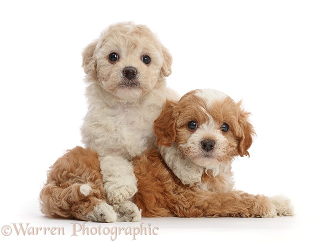 Cavapoochon puppies, 6 weeks old, white background