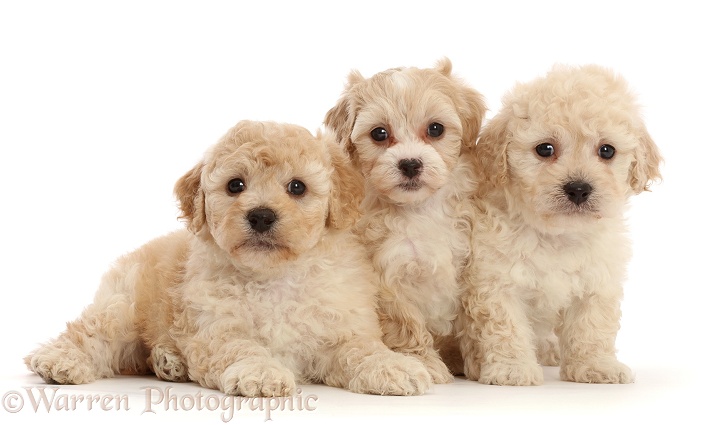Three Cavapoochon puppies, 6 weeks old, white background