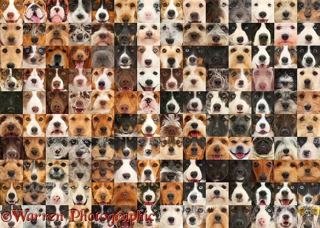 Montage of 140 dog head shots, arranged in random colours