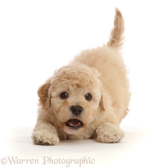 Playful Cavapoochon puppy, 6 weeks old, in play-bow, white background