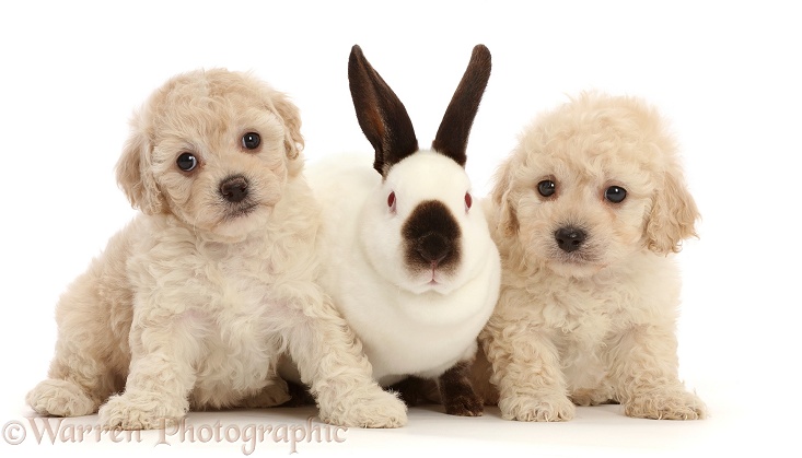 Cavapoochon puppies, 6 weeks old, and Sable-point rabbit, white background