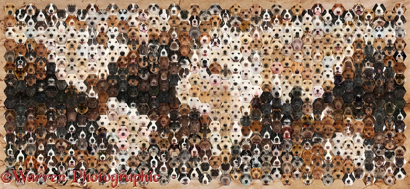 Montage of 592 dog head shots, in a mosaic of hexagons, forming a map of the world