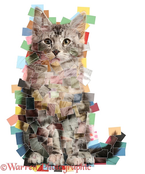 Silver tabby kitten, Blaze, 3 months old, made up of over 200 photos, pieced together, white background