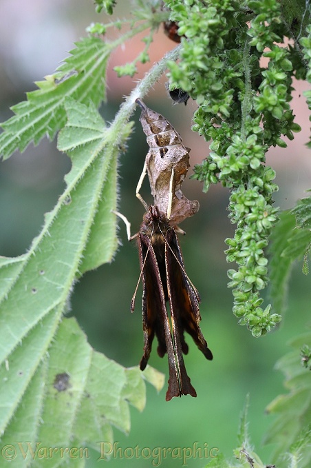 Comma Butterfly (Polygonia c-album) expanding wings after hatching from pupa