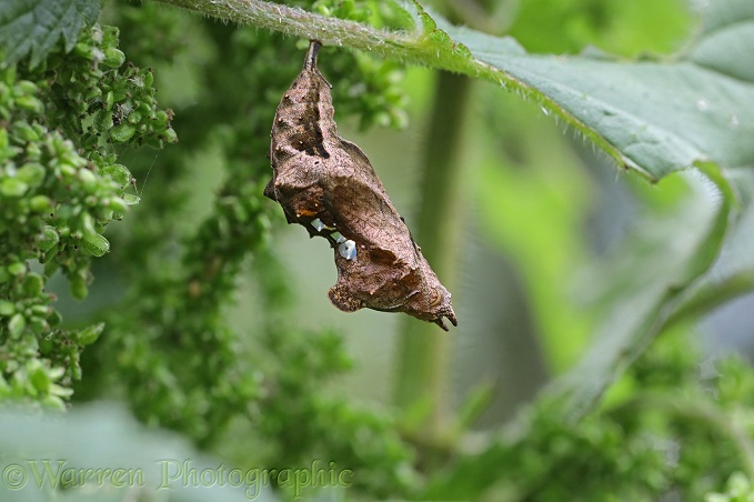 Comma Butterfly (Polygonia c-album) pupa