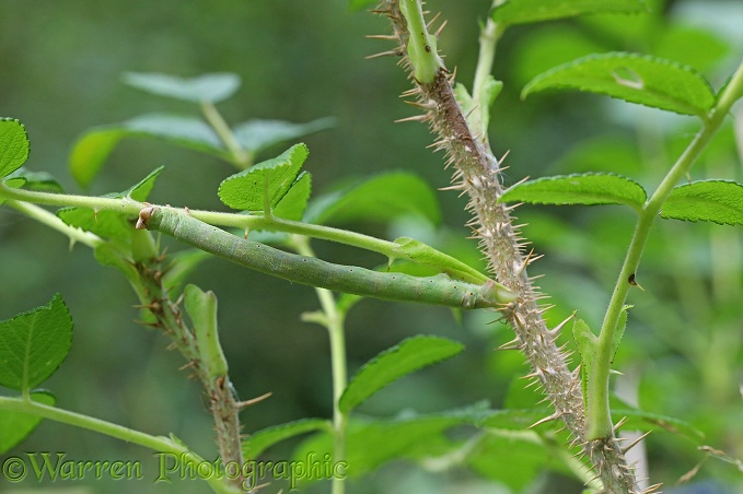 Swallow-tailed Moth (Ourapteryx sambucaria) caterpillar on Rose (Rosa rugosa)