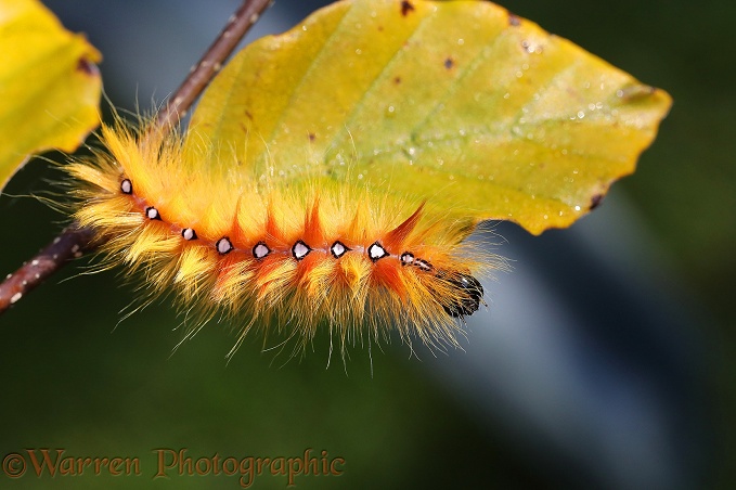 Sycamore Moth (Acronicta aceris) caterpillar