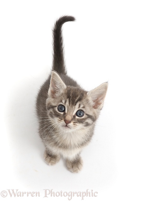 Silver tabby kitten sitting and looking up, white background