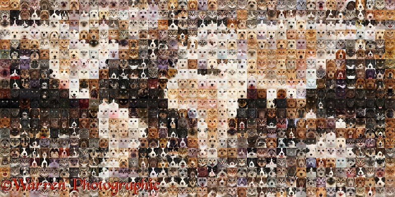 Montage of 800 Cats and Dogs head shots, in a mosaic of squares, forming a map of the world