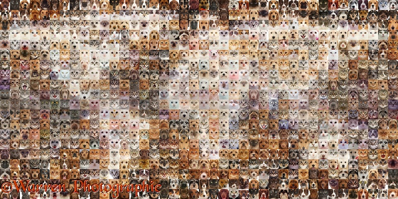 Montage of 800 Cats and Dogs head shots, in a mosaic of squares, forming a map of the world
