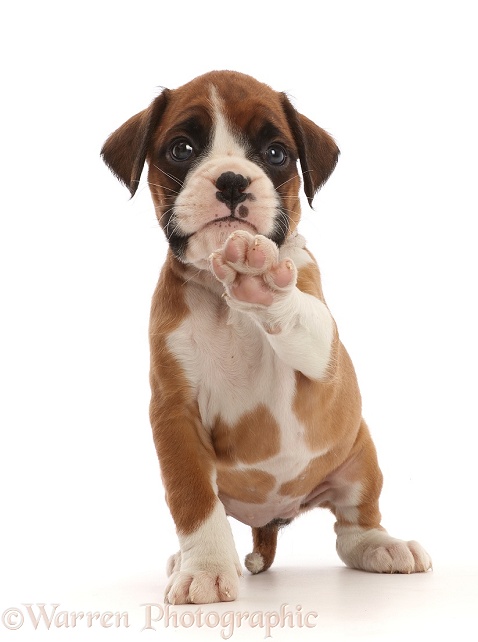 Boxer puppy, 6 weeks old, pointing with a paw, white background