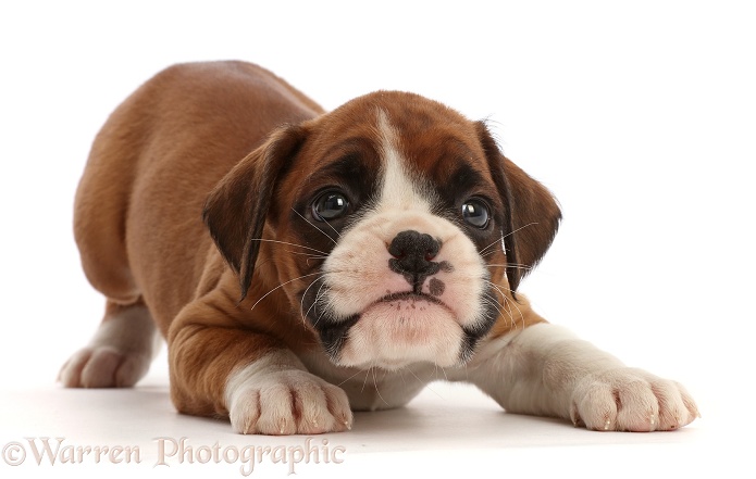 Playful Boxer puppy, 6 weeks old, in play-bow, white background