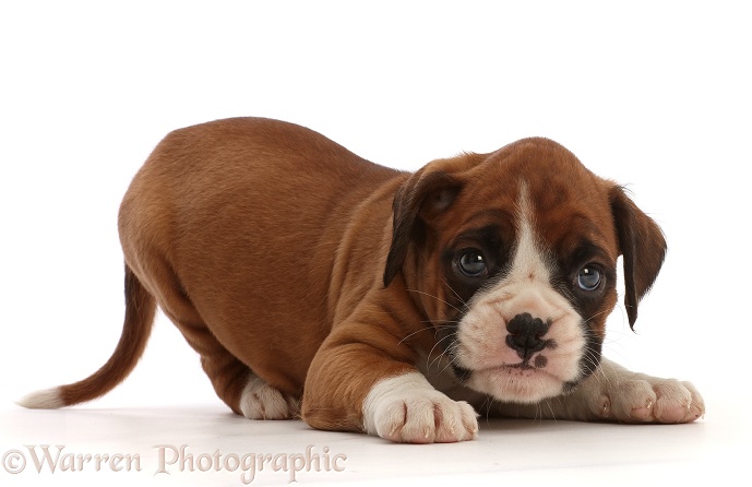 Playful Boxer puppy, 6 weeks old, in play-bow, white background
