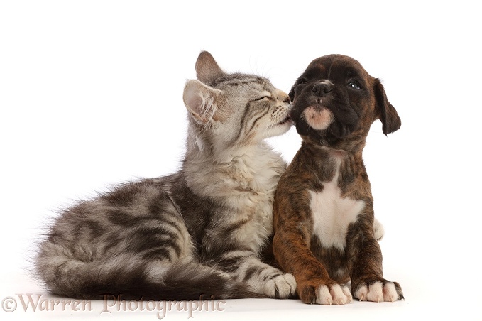 Silver tabby kitten, Freya, 3 months old, and Boxer puppy, 6 weeks old, white background
