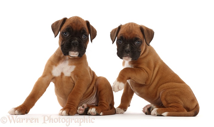 Boxer puppies, 6 weeks old, white background