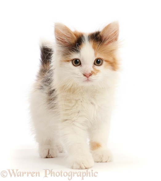 Calico kitten, 9 weeks old, white background