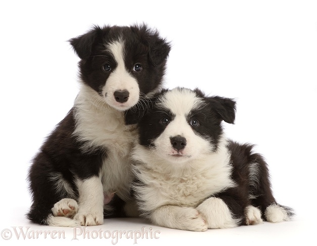 Two black-and-white Border Collie puppies, 7 weeks old, white background