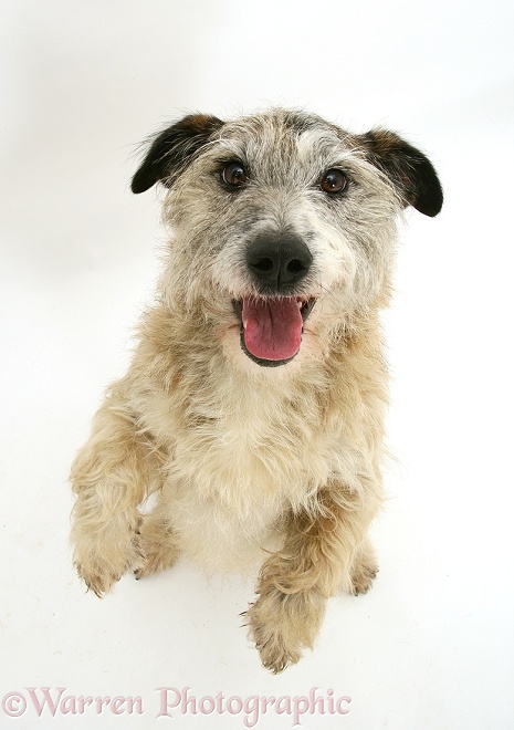 Patterdale x Jack Russell Terrier, Jorge, standing up and putting his paws up, from above, white background