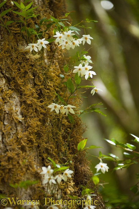 White flowers, growing on the trunk of a mossy tree.  Los Alerces National Park, Argentina