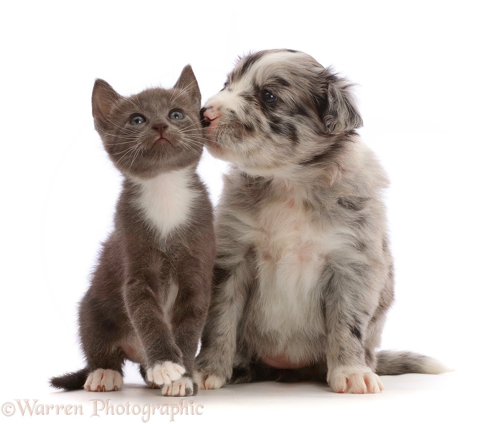 Blue merle Border Collie puppy and blue bicolour kitten, white background