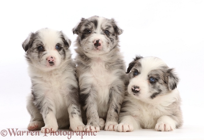 Three merle Border Collie puppies, white background